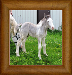 Northern Lights Just A Dreamin ~ Dream ~ 2015 ~ Northern Lights Midnight Masquerade x Brackenhill Imperial Blu ~ SOLD